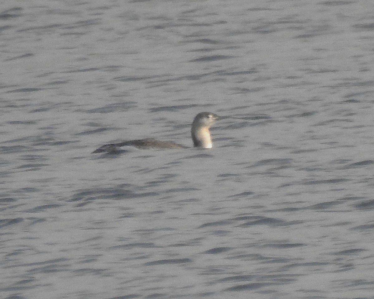 Sterntaucher - ML647127408