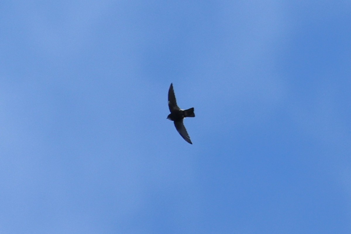 House Swift - ML647127416