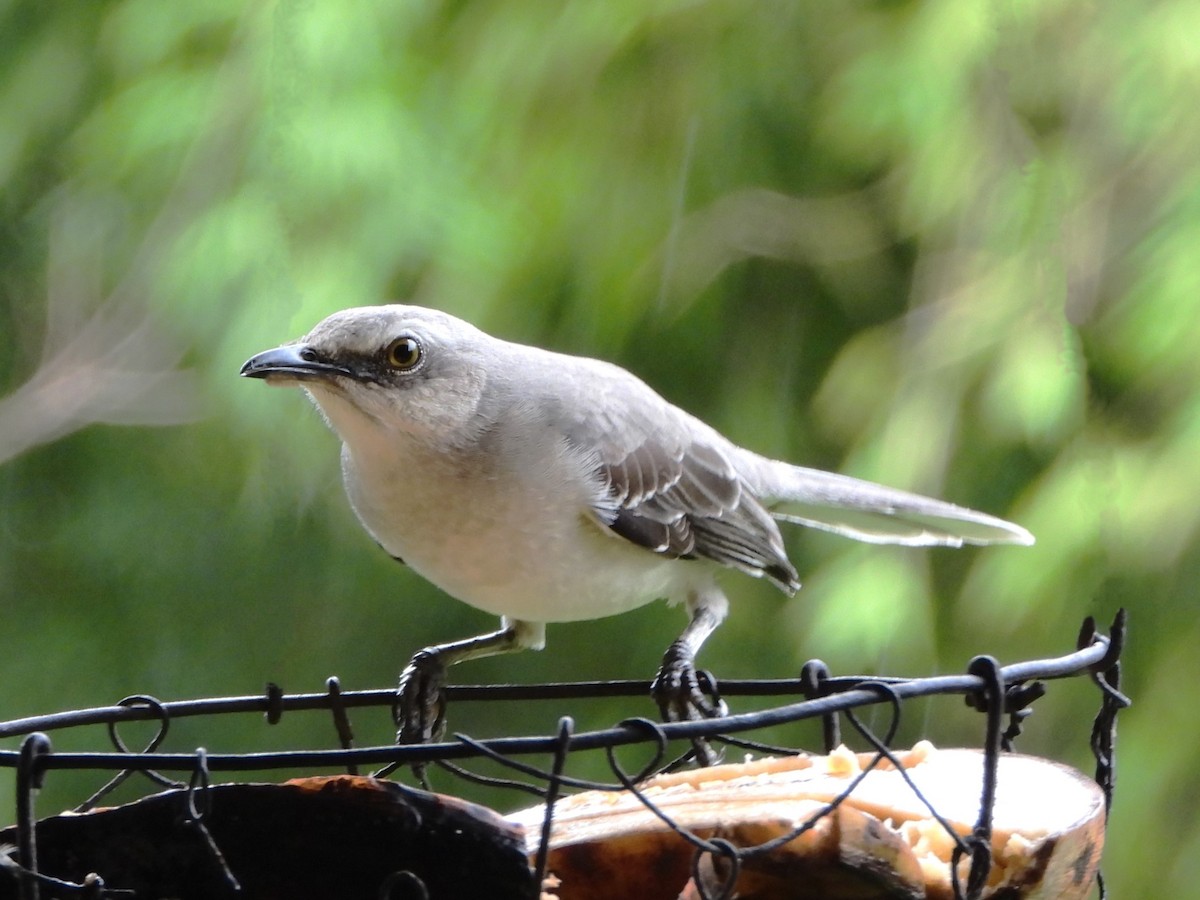 Tropical Mockingbird - ML647127420