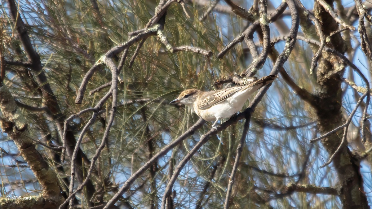 White-winged Triller - ML647127421