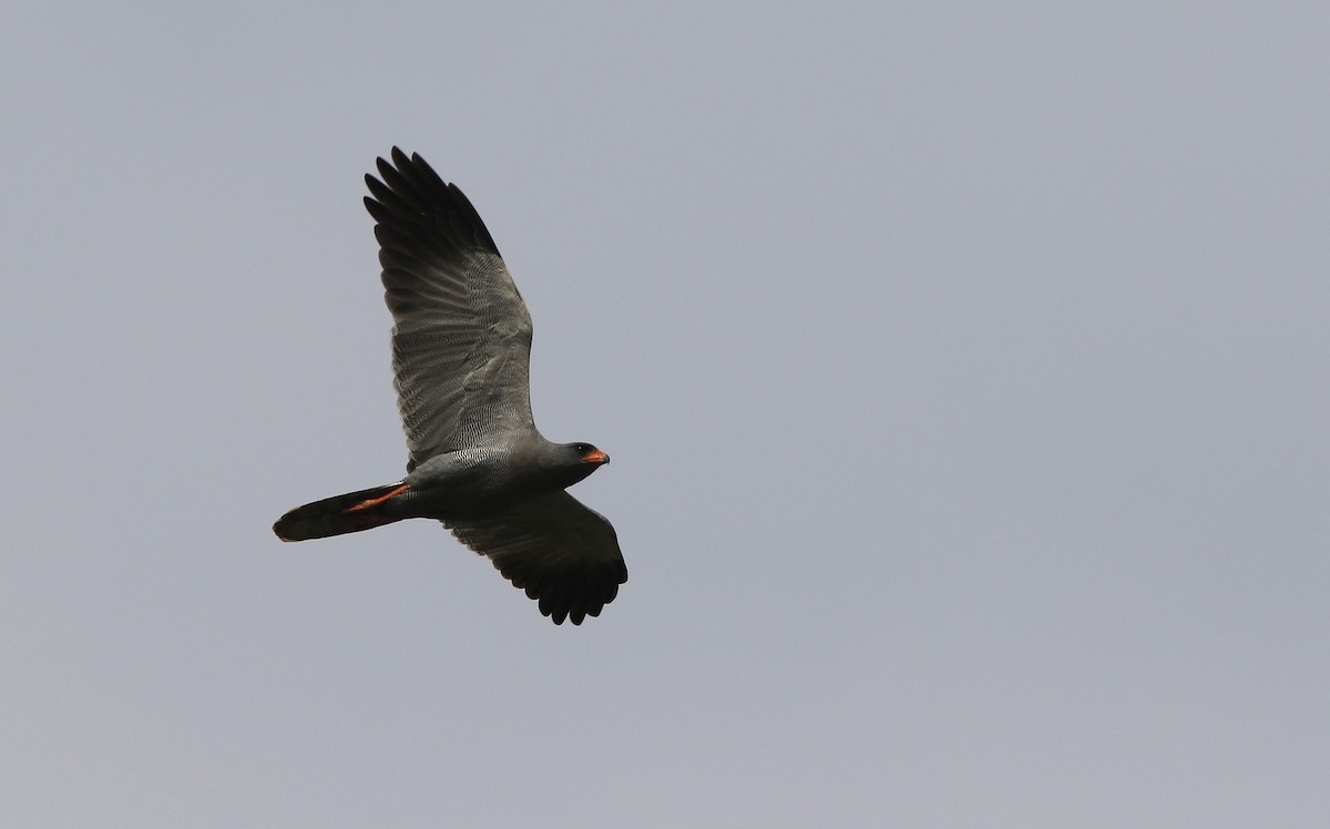 Тёмный певчий ястреб - ML647127422