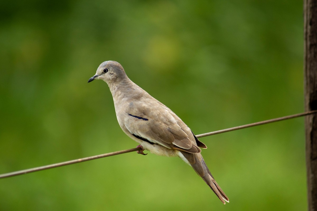Picui Ground Dove - ML647127423