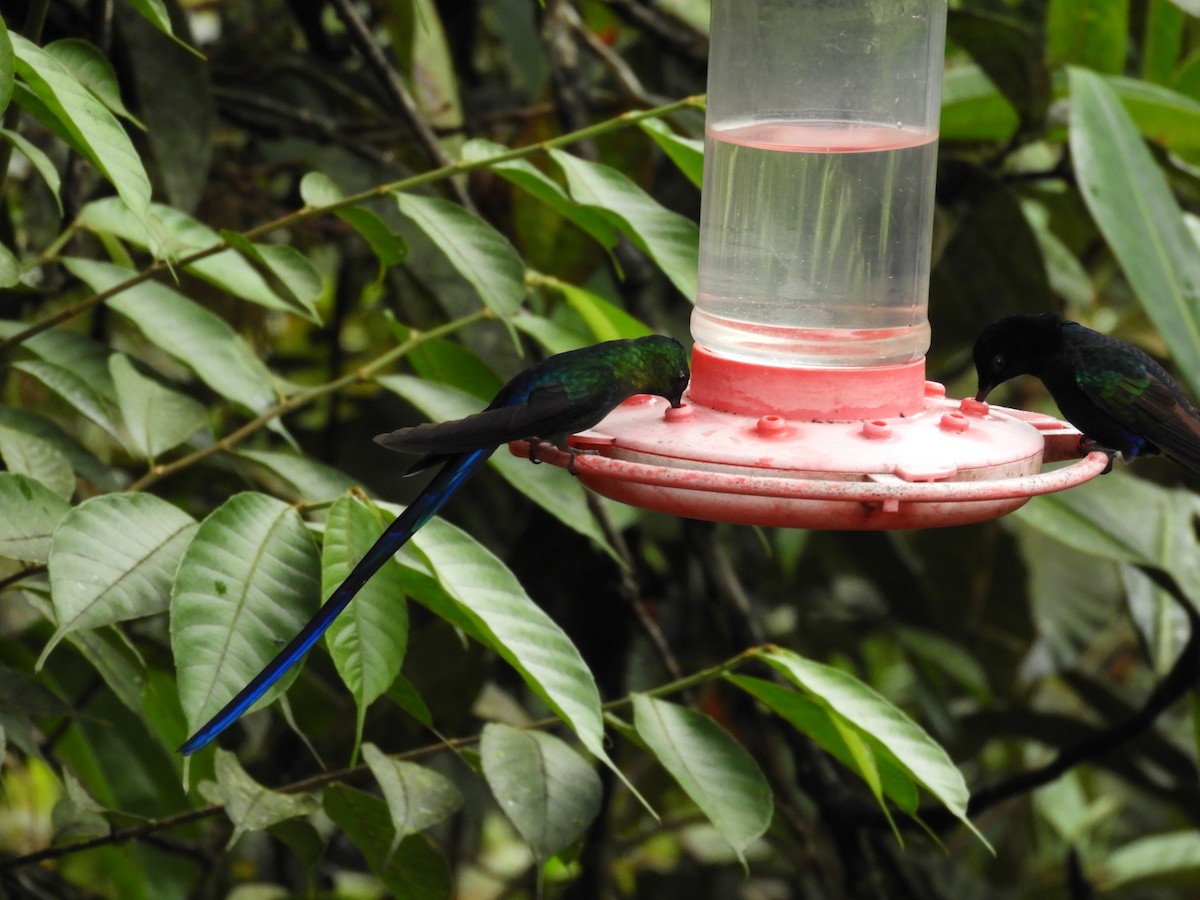 Violet-tailed Sylph - ML647127424