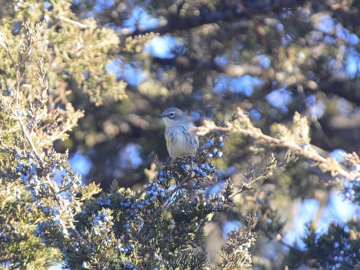 Yellow-rumped Warbler (Myrtle) - ML647127425