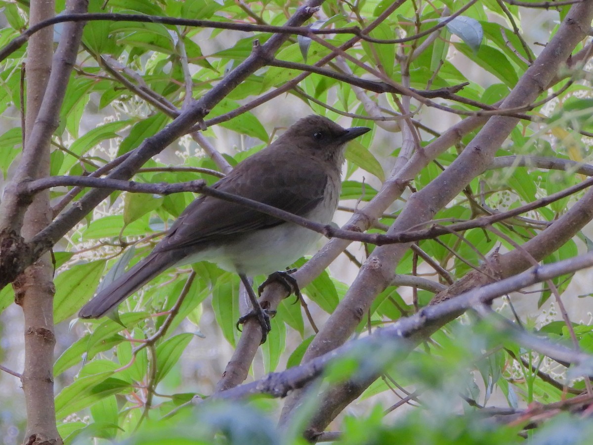 Black-billed Thrush - ML647127437