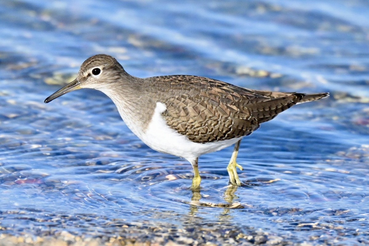 ביצנית לבנת-בטן - ML647127441