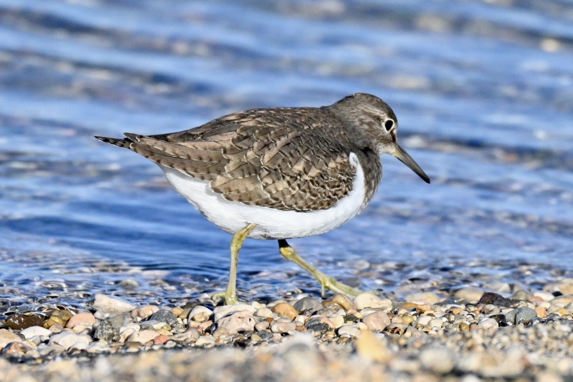 ביצנית לבנת-בטן - ML647127442