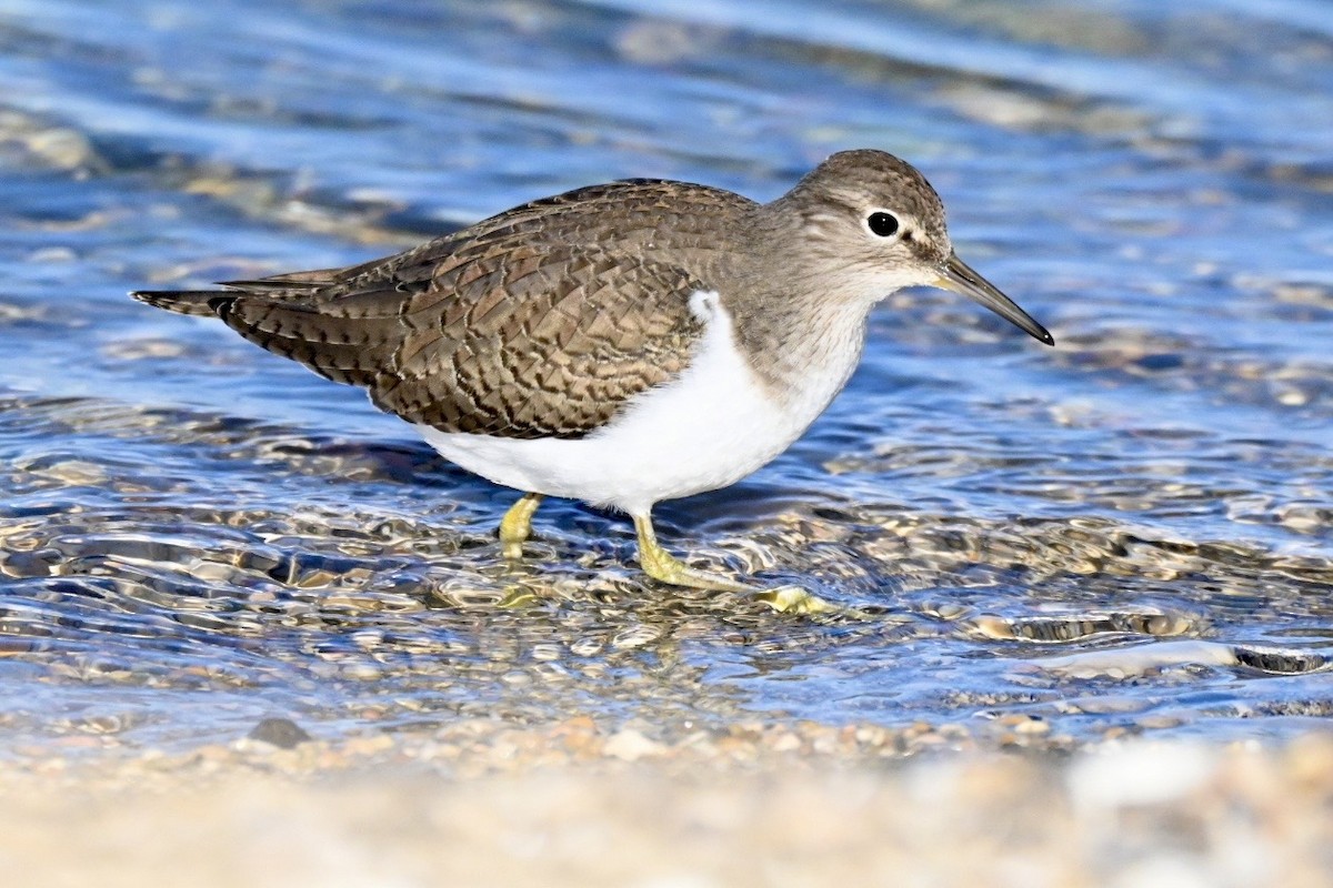 ביצנית לבנת-בטן - ML647127443