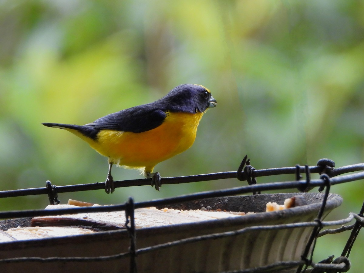 Thick-billed Euphonia - ML647127447