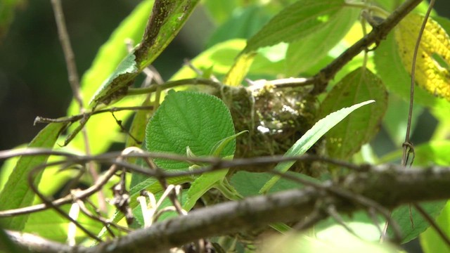 Chivi Vireo - ML647127448