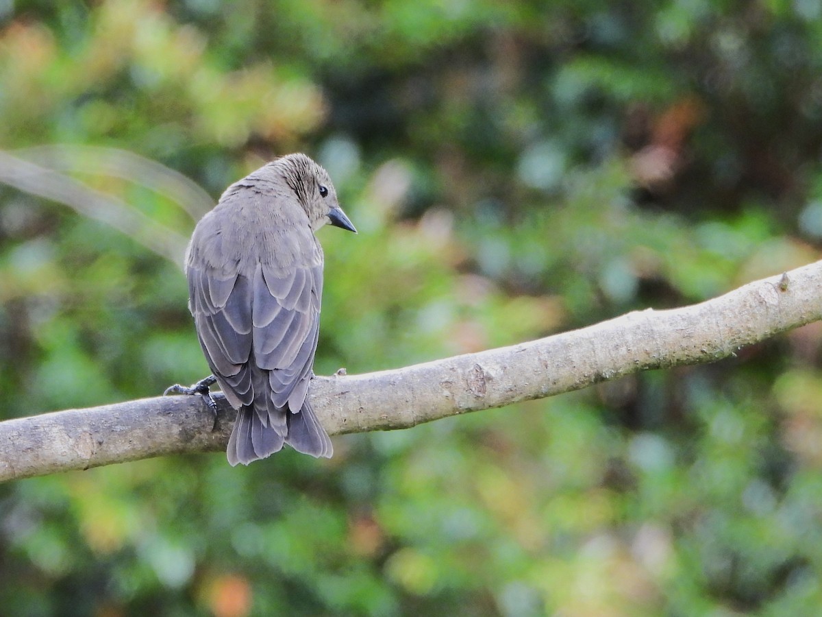 Shiny Cowbird - ML647127464