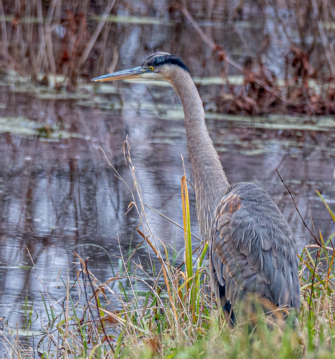 Great Blue Heron - ML647127465