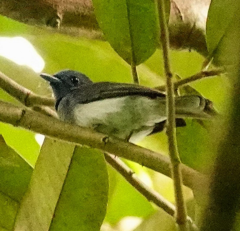 Black-naped Monarch - ML647127471