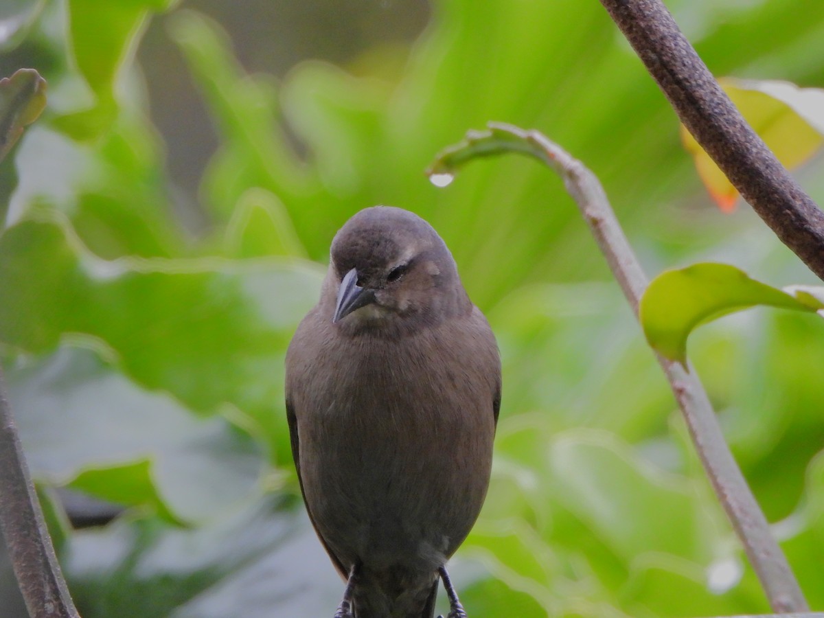 Shiny Cowbird - ML647127472
