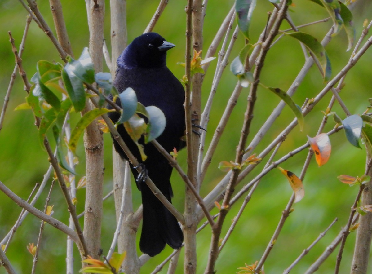 Shiny Cowbird - ML647127492