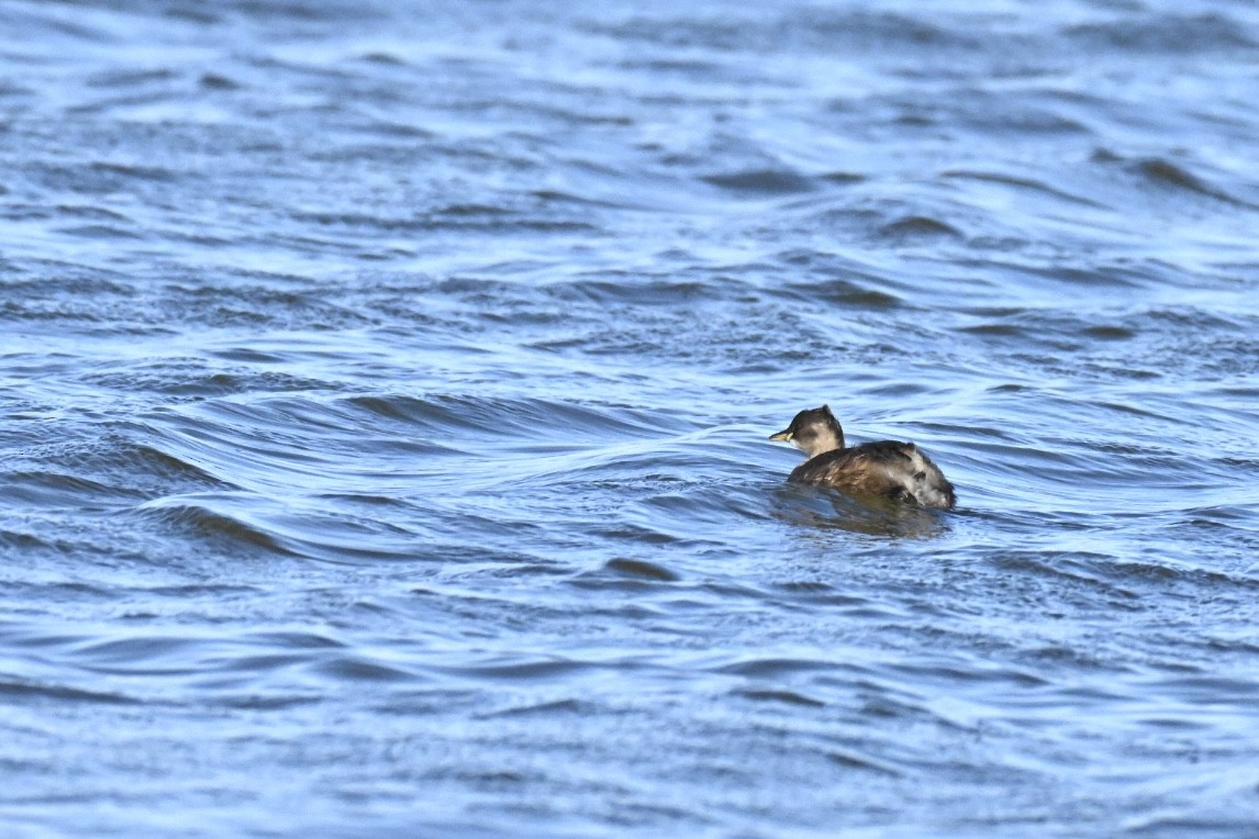 Little Grebe - ML647127500