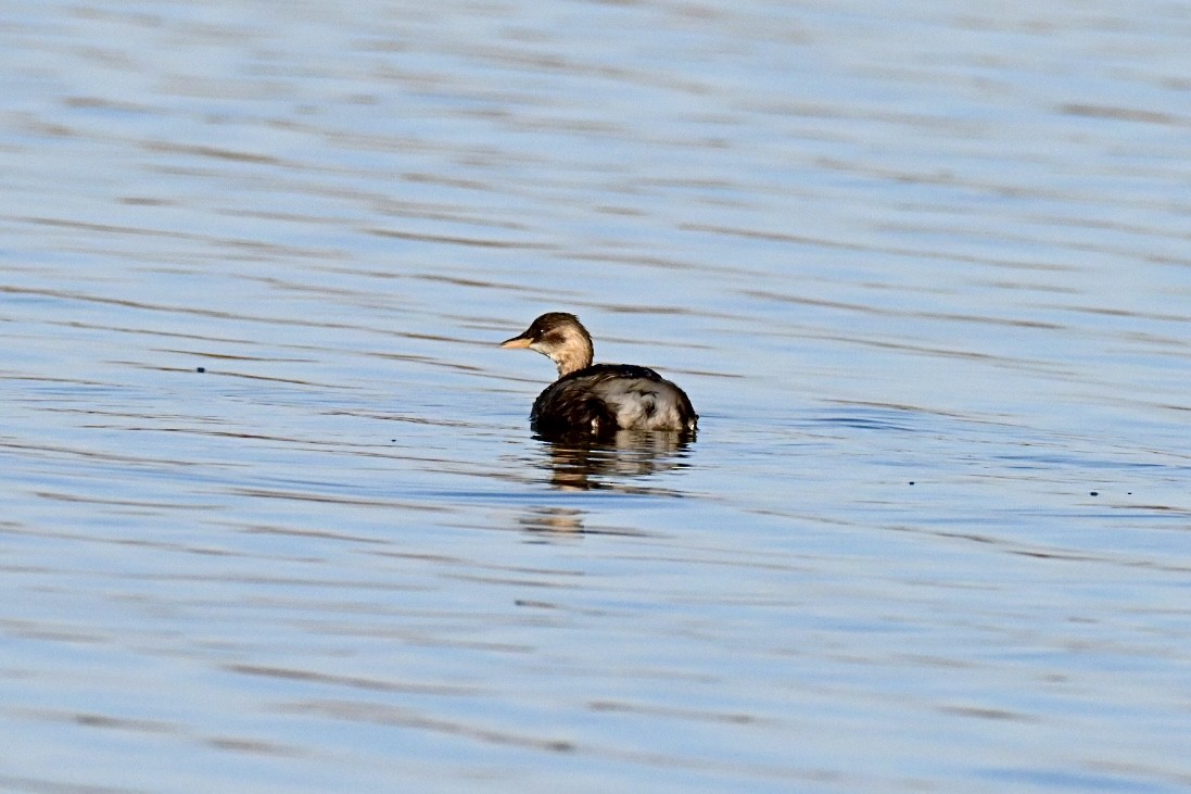 Little Grebe - ML647127501