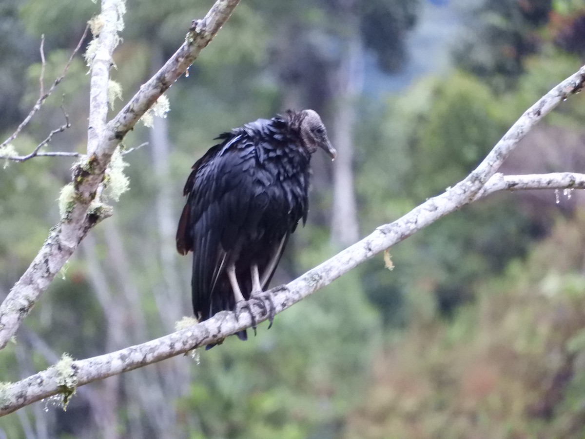 Urubu noir - ML647127502