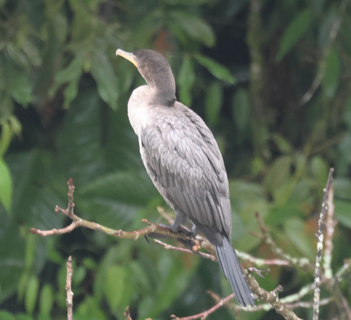 Neotropic Cormorant - ML647127505