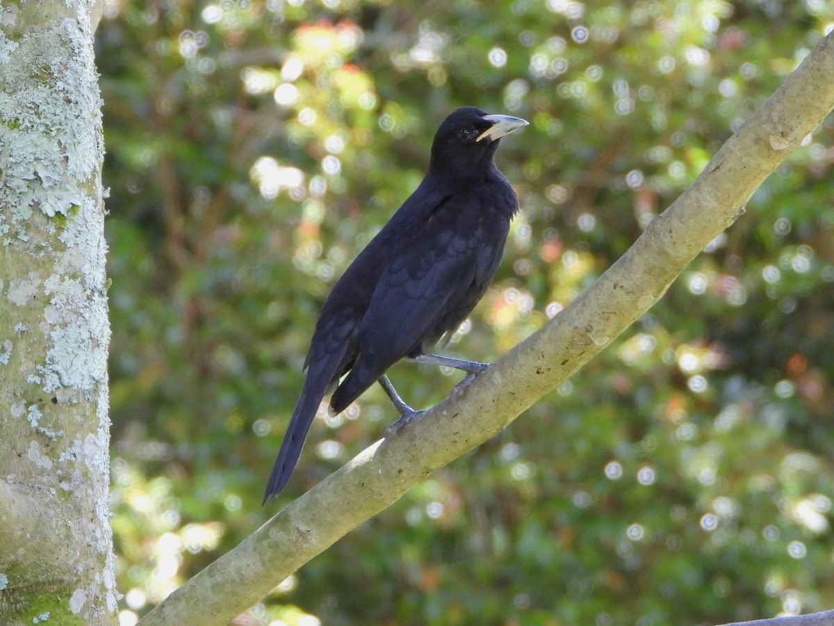 Giant Cowbird - ML647127513