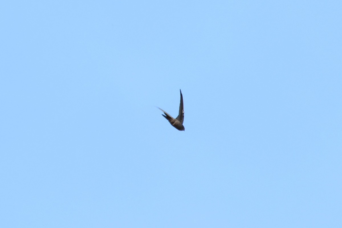 asiapalmeseiler - ML647127518