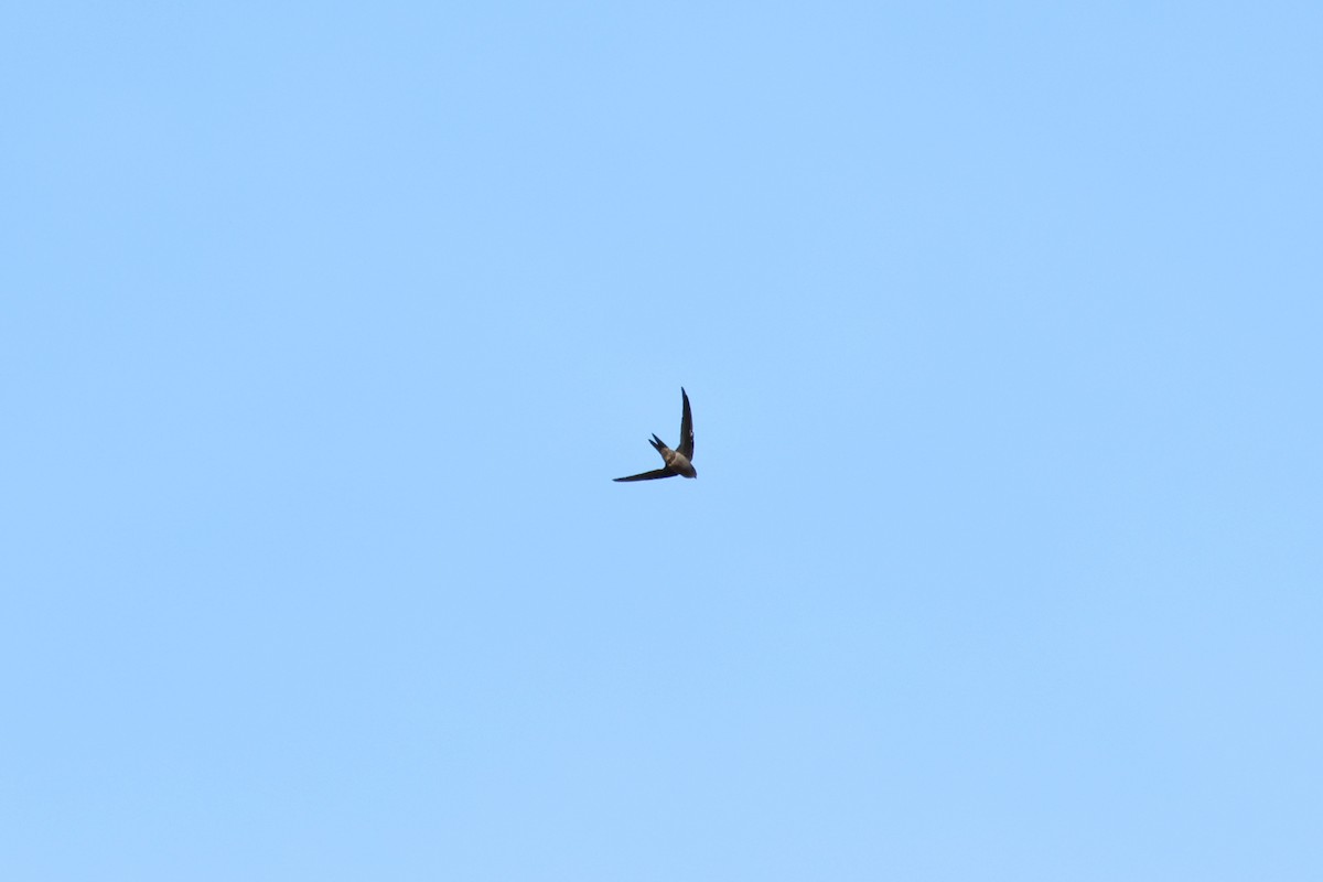 asiapalmeseiler - ML647127519