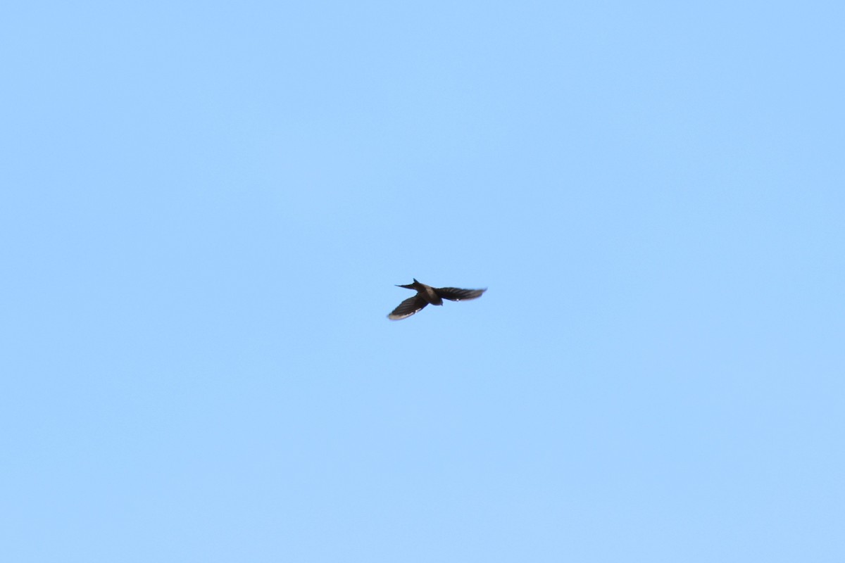 asiapalmeseiler - ML647127520