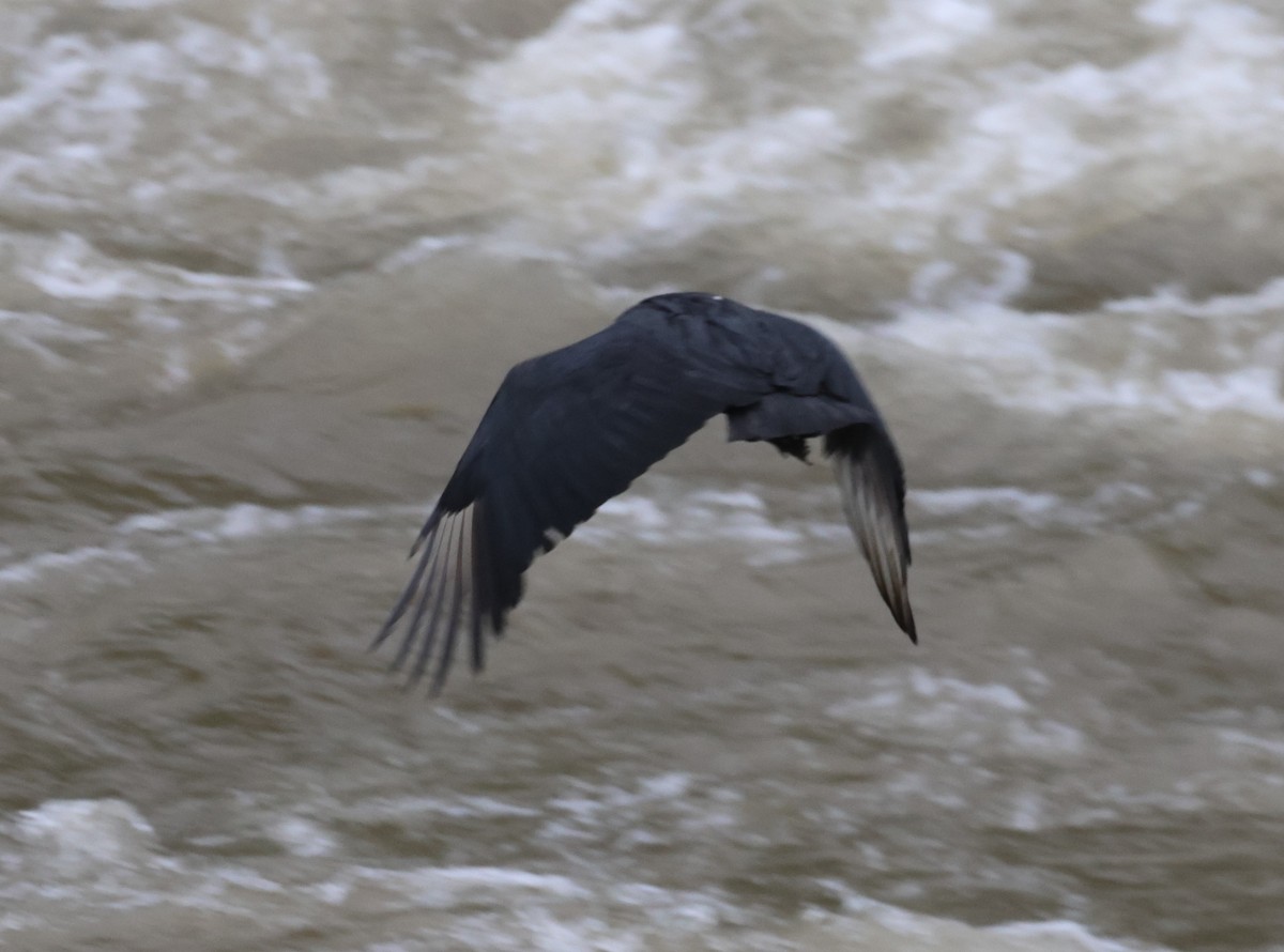 Urubu noir - ML647127521