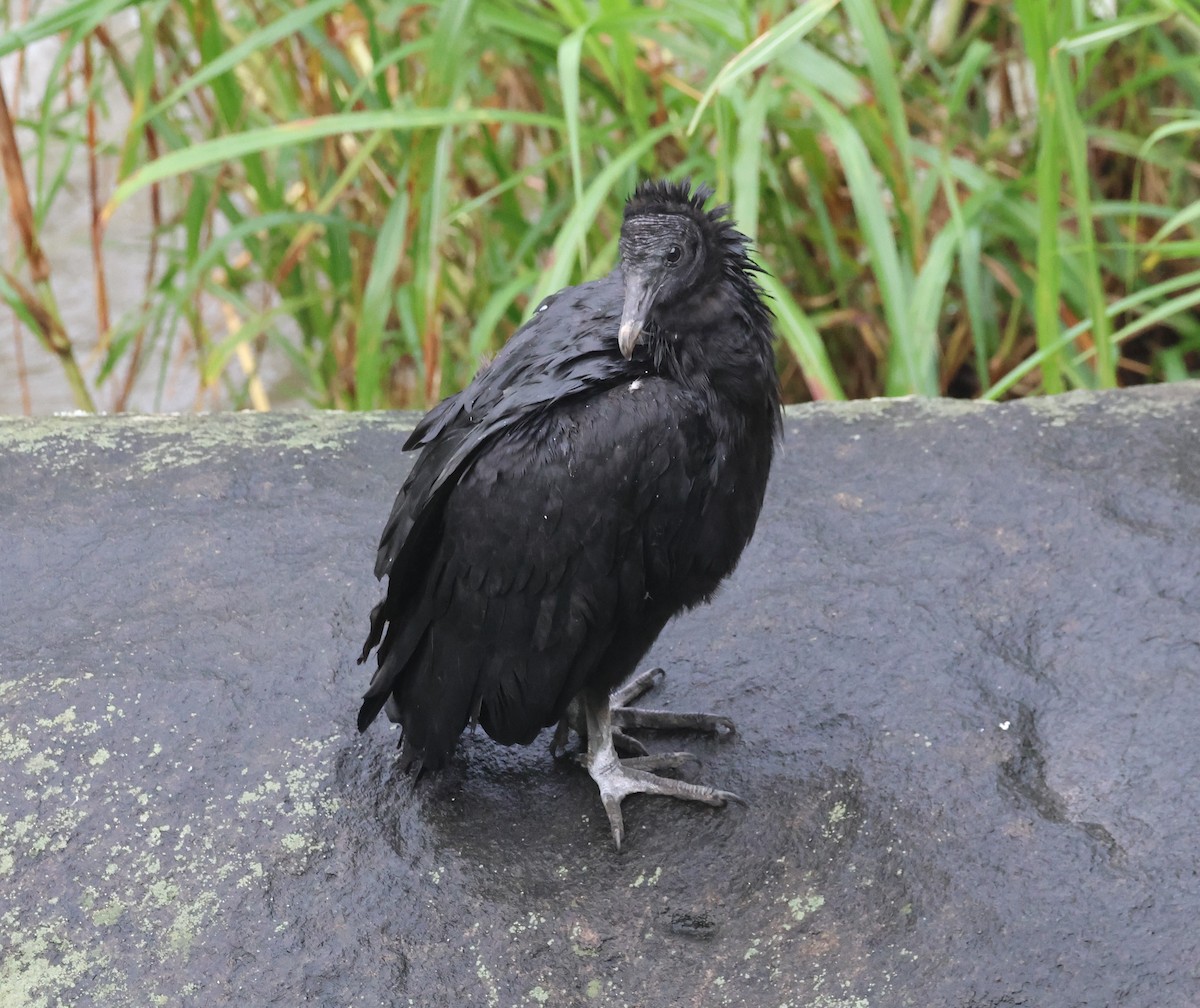 Urubu noir - ML647127522