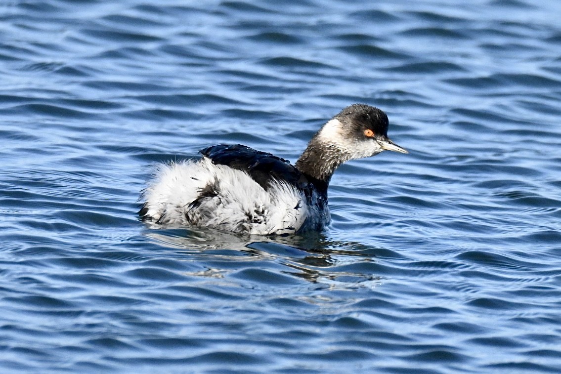 potápka černokrká - ML647127523