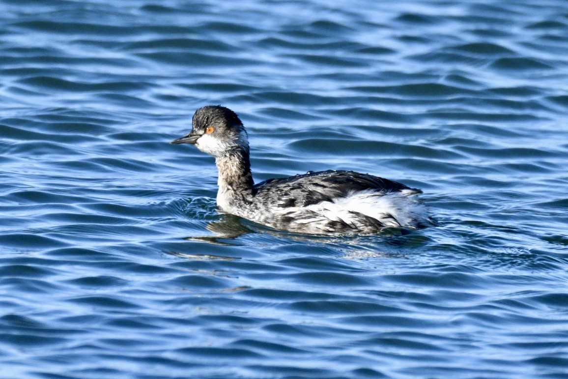 potápka černokrká - ML647127524