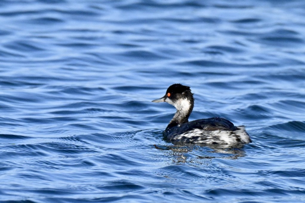 potápka černokrká - ML647127525