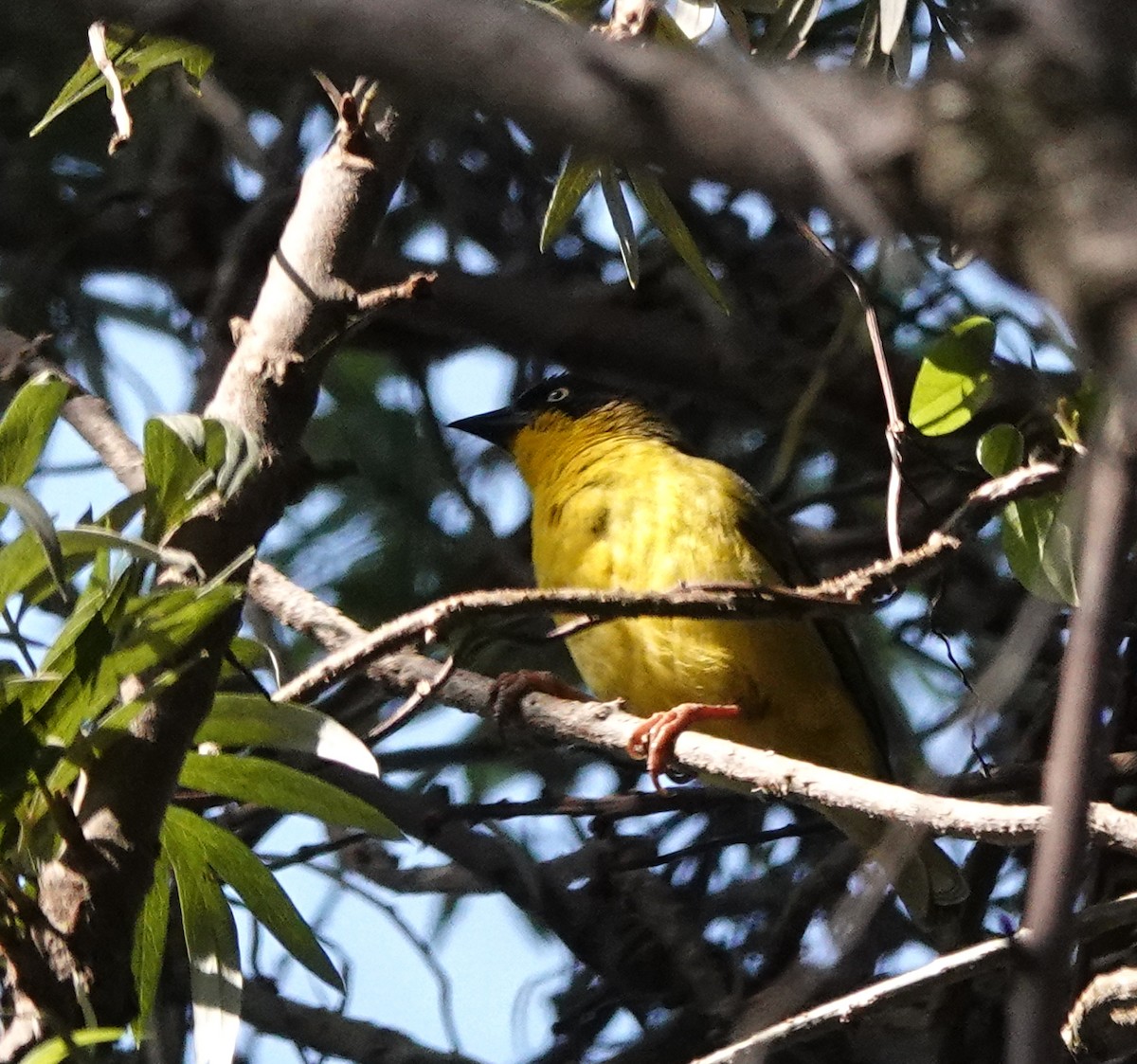 Tejedor Baglafecht - ML647127526