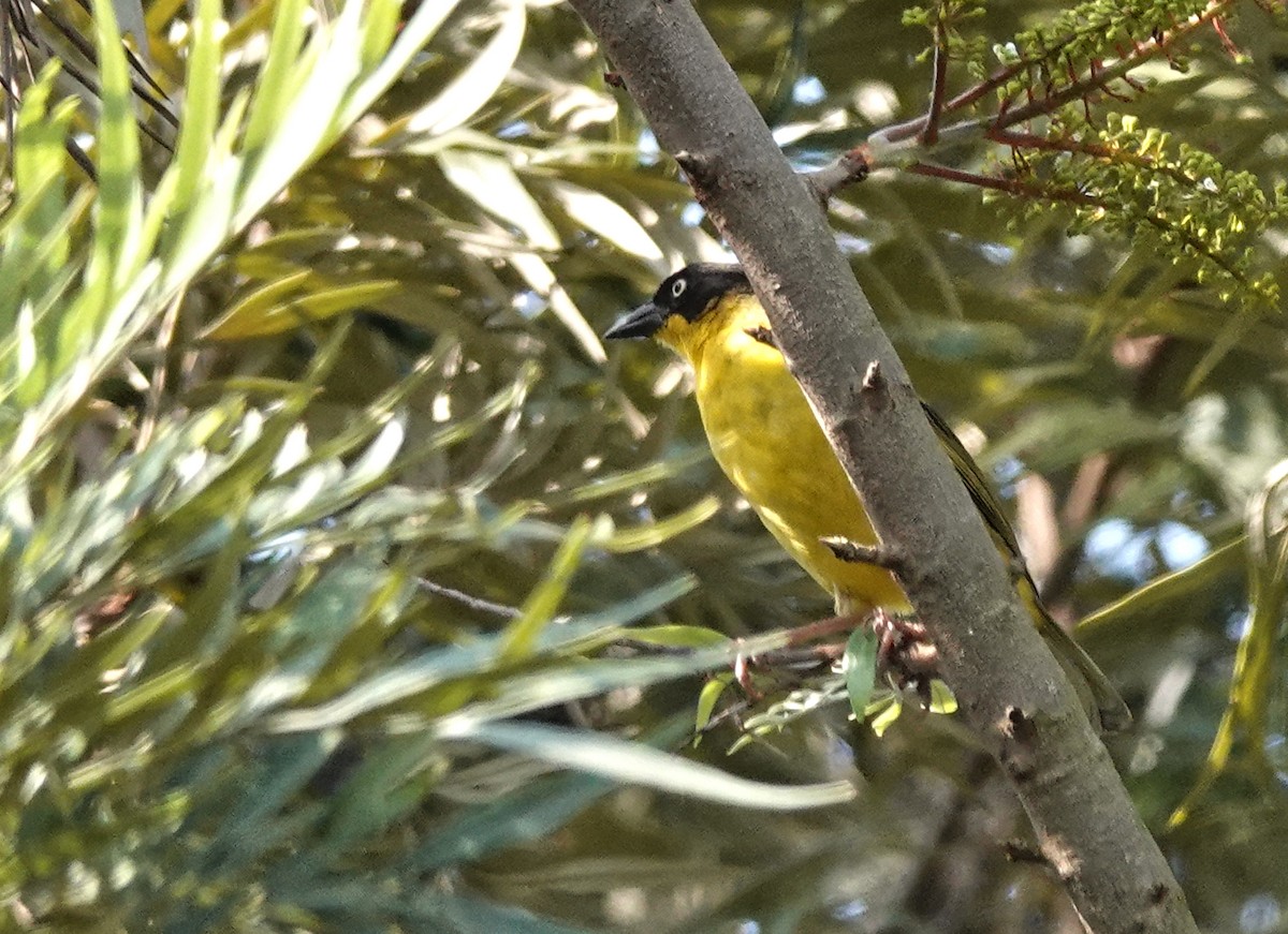 Tejedor Baglafecht - ML647127527