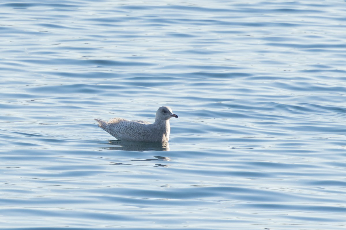 Grönland Martısı - ML647127528