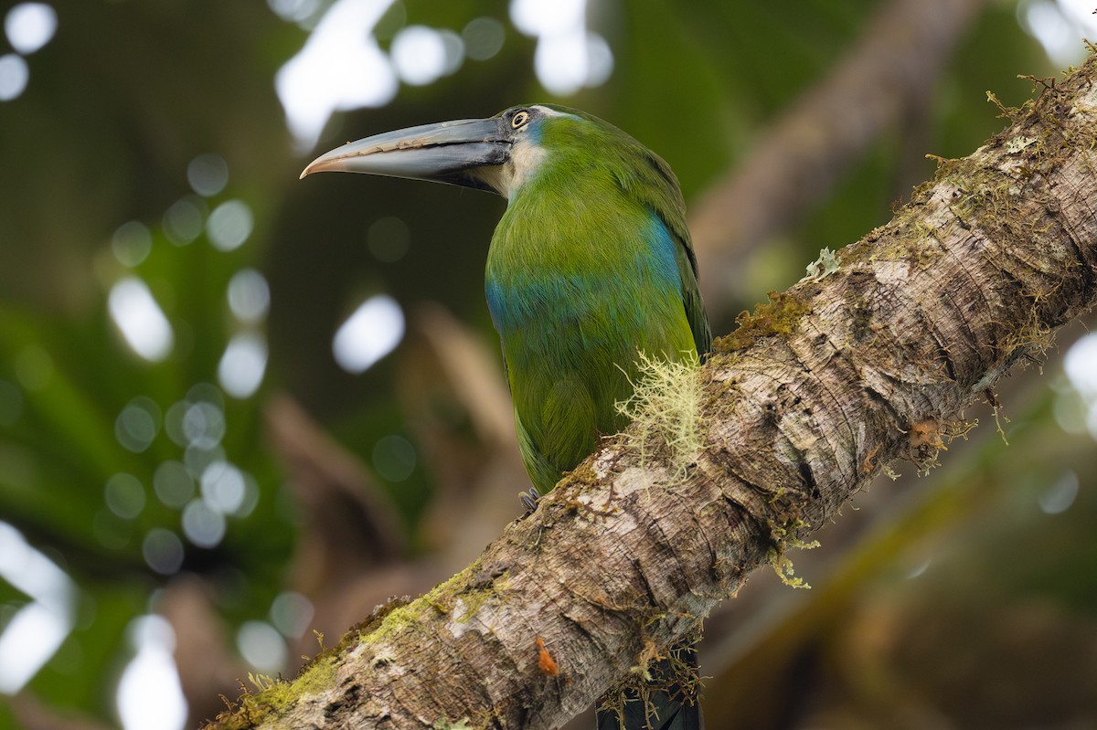 Blue-banded Toucanet - ML647127549