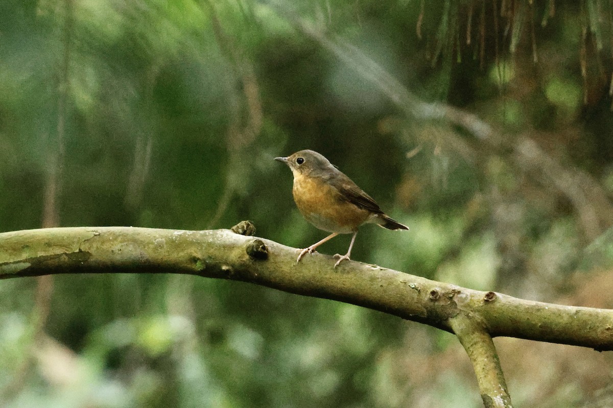 Indian Blue Robin - ML647127572
