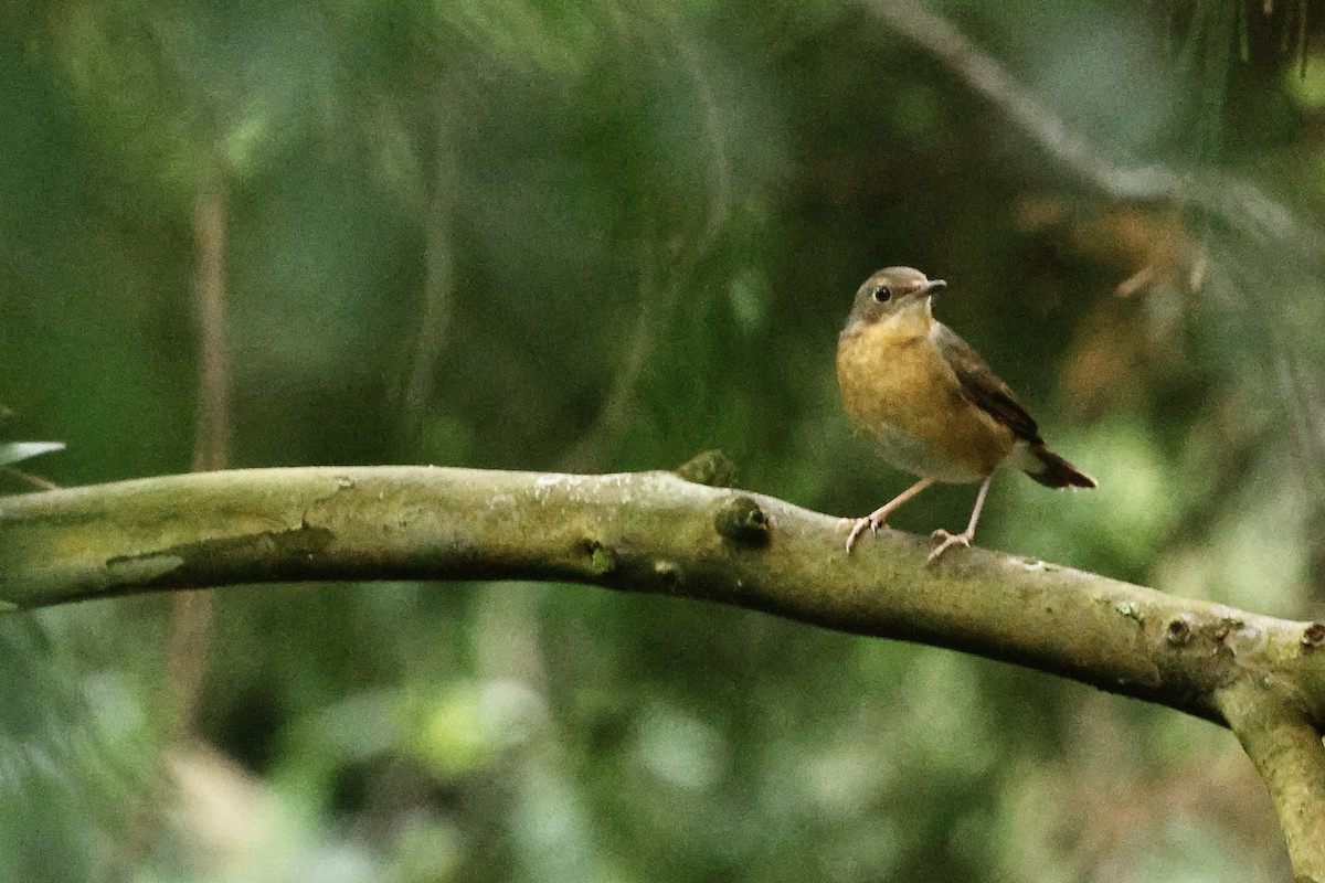 Indian Blue Robin - ML647127581