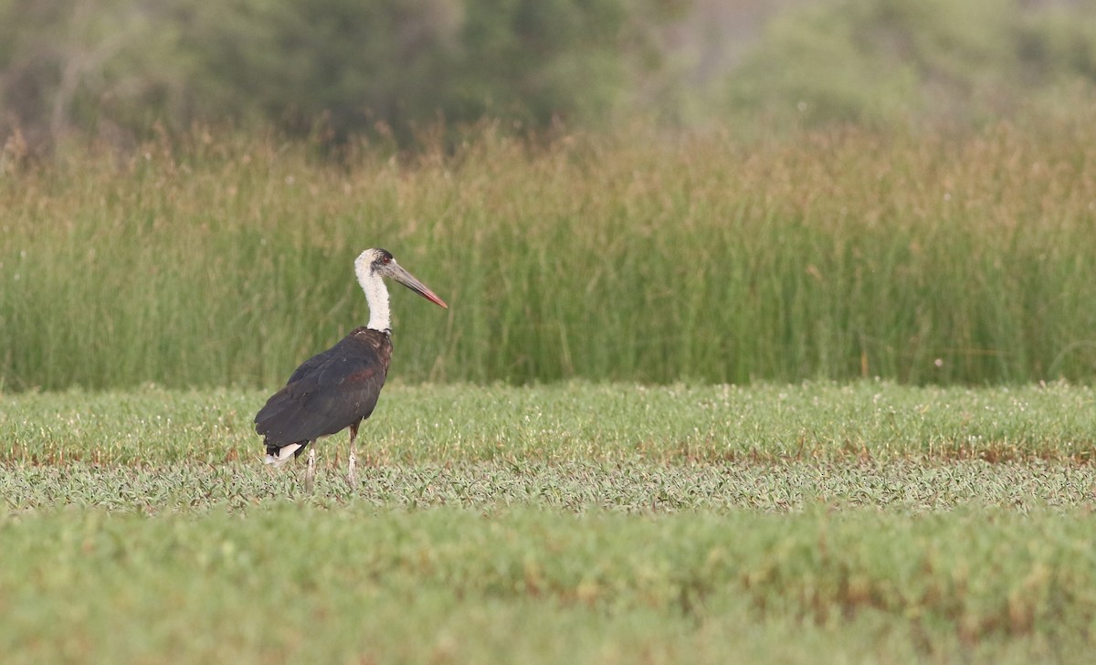 African Woolly-necked Stork - ML647127597