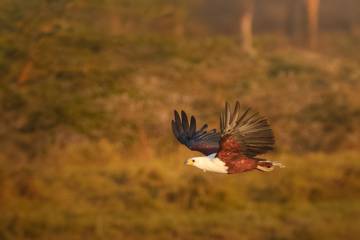 flodørn - ML647127598