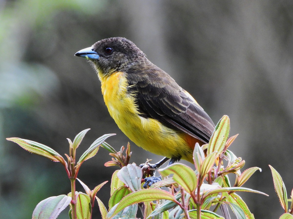Flame-rumped Tanager (Flame-rumped) - ML647127606