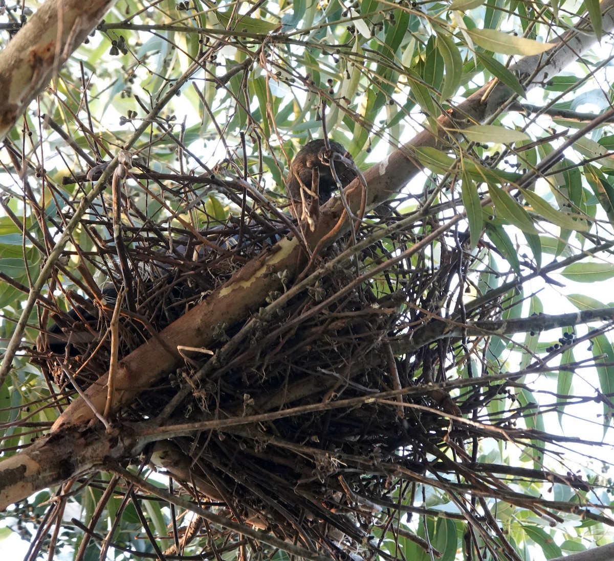 Хагедаш - ML647127607