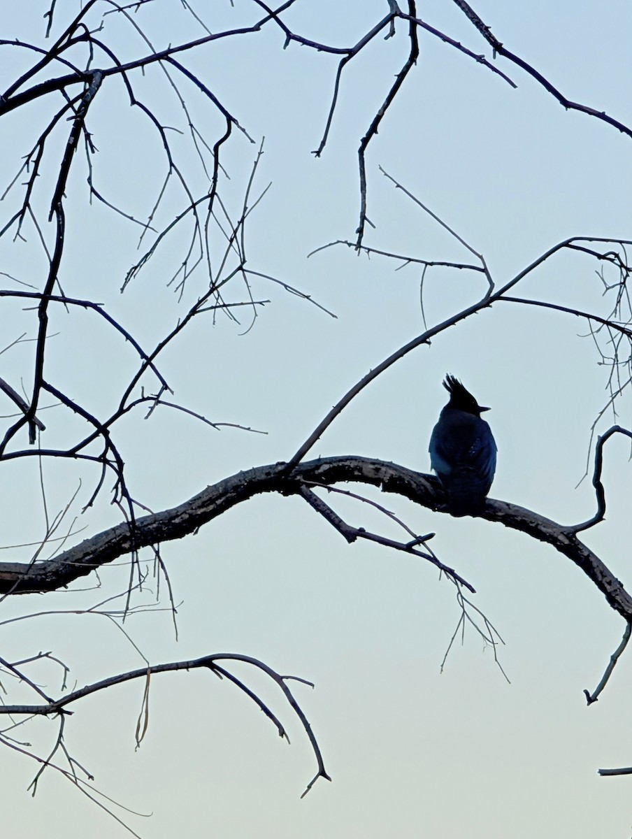 Steller's Jay - ML647127609