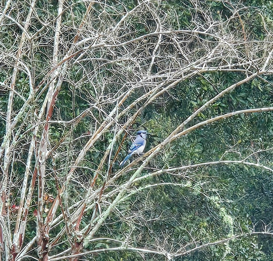 Blue Jay - ML647127614