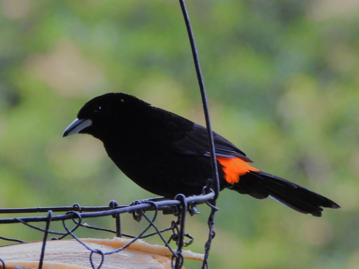 Flame-rumped Tanager (Flame-rumped) - ML647127618