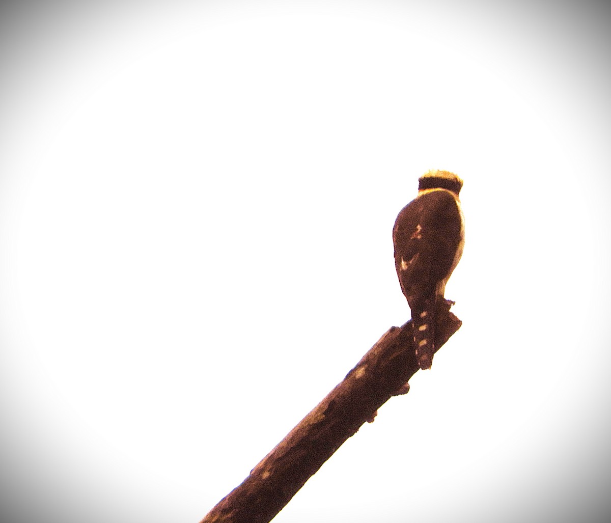 Laughing Falcon - ML647127638