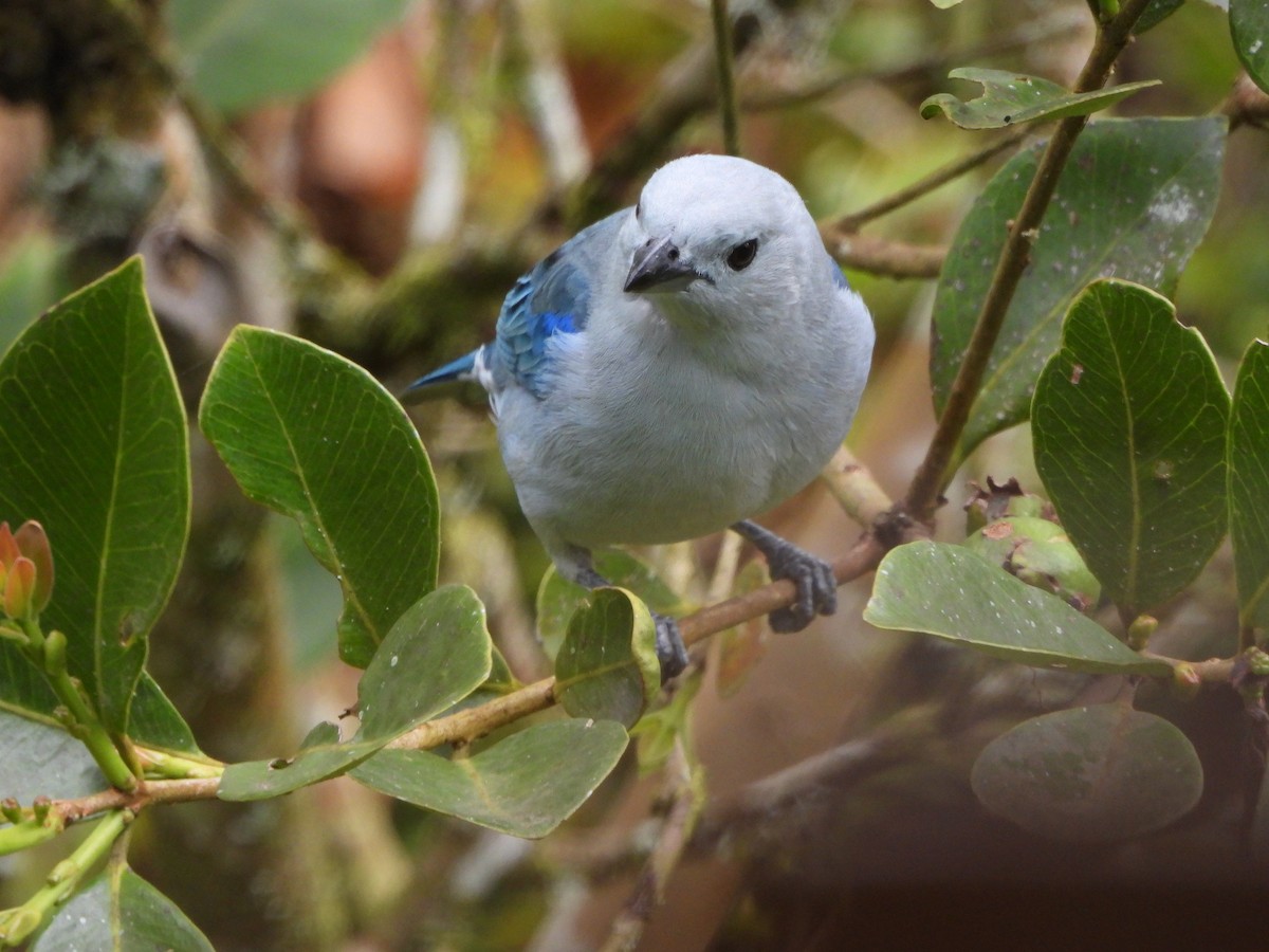 Blue-gray Tanager - ML647127644