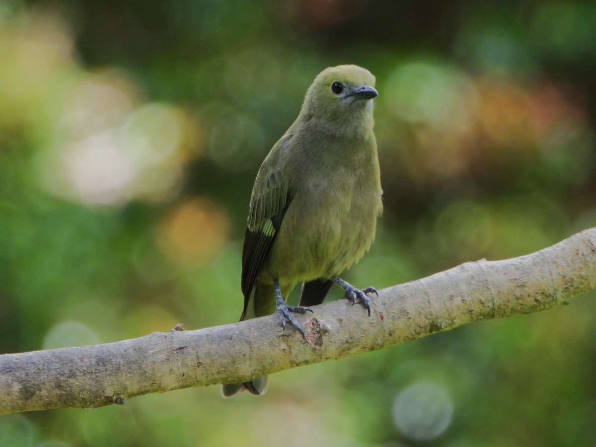 Palmentangare - ML647127654