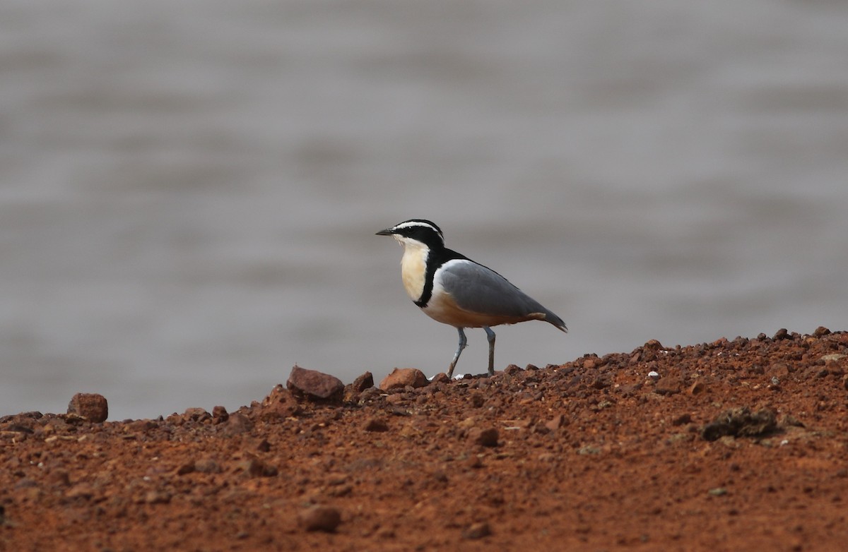 ナイルチドリ - ML647127658