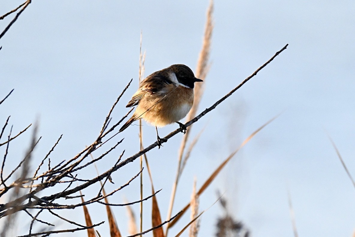 European Stonechat - ML647127661
